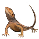Animal Model - Bearded Dragon