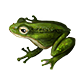 Animal Model - Common Frog