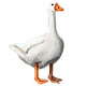 Animal Model - Goose