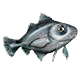 Animal Model - Haddock