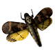 Animal Model - Death's-head Hawkmoth