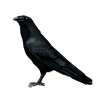 Animal Model - Raven