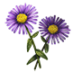 Alpine Aster