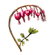 Bleeding Heart Flower