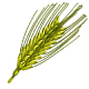 Barley Stalk