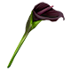 Black Calla Lily