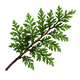 Cedar Sprig