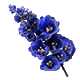 Blue Delphinium