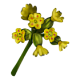 Cowslip