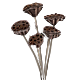 Dried Lotus Pods