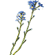 Forget-Me-Nots