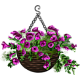 Hanging Petunias