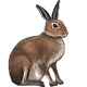 Animal Model - Irish Hare