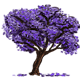 Jacaranda Tree