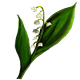 Lily of the Valley