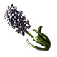 Midnight Mystic Hyacinth