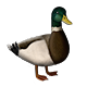 Animal Model - Mallard