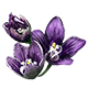 Mandrake Flower