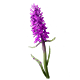 Irish Marsh Orchid
