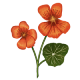 Nasturtium