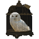 Owl in a Cage