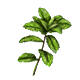 Peppermint