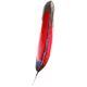 Red-Crested Finch Feather Quill