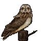 Short-Eared Owl