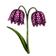 Snake's Head Fritillary