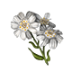 Sneezewort