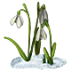 Snowdrop