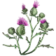 Thistle