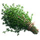 Thyme