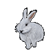 Transforming Rabbit