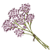 Valerian Sprigs