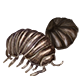 Wood Lice