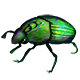 Animal Model - Green Dung Beetle