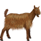 Animal Model - Goat
