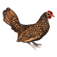 Animal Model - Chicken