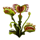 Venus Flytrap
