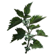 Nettle