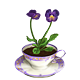 Teacup Pansy