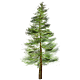 Pine Tree