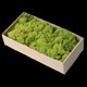 Box of Reindeer Moss