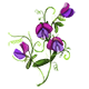 Sweet Pea Flower