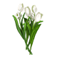 White Tulips